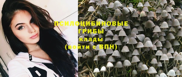 хмурый Аркадак
